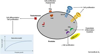 Endocrinology of the Aging Prostate: Current Concepts